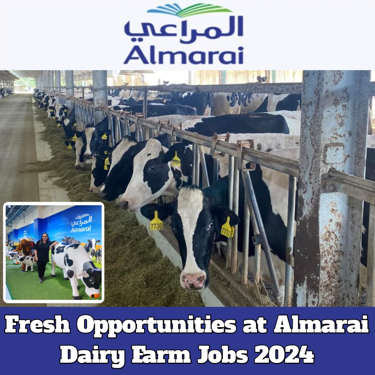 Read more about the article Fresh Opportunities at Almarai Dairy Farm Jobs 2024